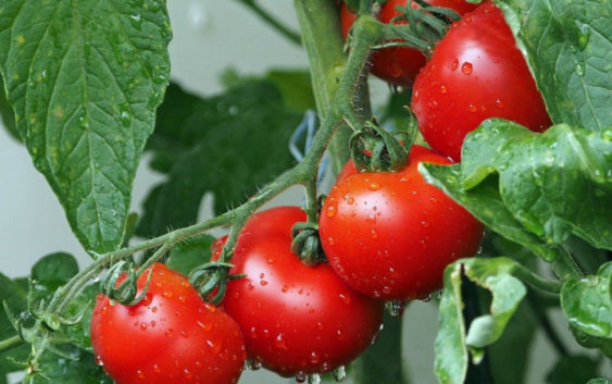 ЕЭК одобрила проект соглашения о свободном перемещении органической продукции в ЕАЭС