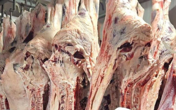 Опасно ли мясо сайгаков — ответ Минсельхоза на сообщения в интернете