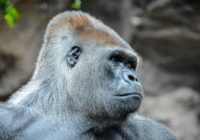 Корнинг Горилла Гласс Виктус новейшие технологии защиты