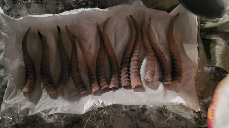 32 туши животных прятали в автомобиле браконьеры Кызылординской области